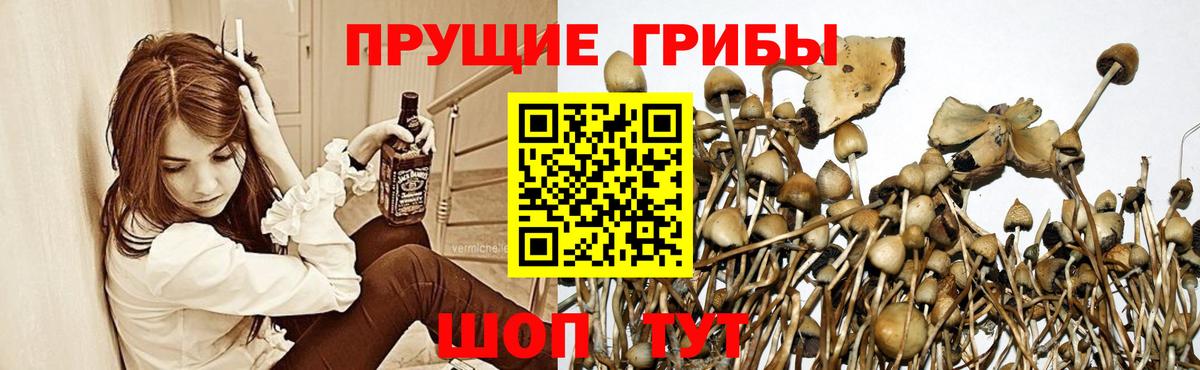 Галлюциногенные грибы MAGIC MUSHROOMS  Псилоцибиновые грибы мицелий  Волгодонск  Вход с VPN 